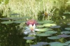 В Зеленограде на Чёрном озере зацвели розовые кувшинки