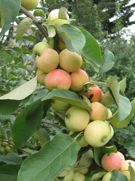 Красноярские яблоки сорта Аленушка