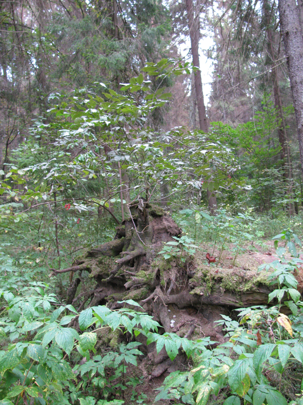 Проблемы Зеленоградского леса